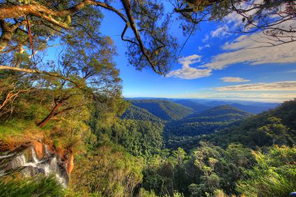 Canyon Lookout - Springbrook National Park - QLD SQ (PB5D 00 3975)